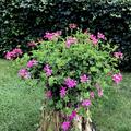 H�ngegeranie Rot (6er Set), Pelargonium peltatum