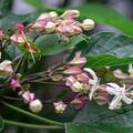 Halekin-Losbaum, Clerodendron tichotomum fargesii