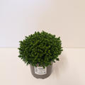 Hebe 'Green Globe'