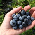 Heidelbeere Blue Dessert�