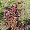 Heidelbeere 'Hortblue Petite', Vaccinium corymbosum 'Hortblue Petite'