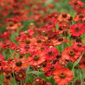 Helenium x cultorum 'Indianersommer'