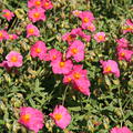 Helianthemum x cultivars 'Ben Hope'