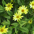 Helianthus microcephalus 'Lemon Queen'