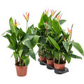 Heliconia 'Hawaii', Gelb, im 17cm Topf, H�he 60cm, Breite 30cm