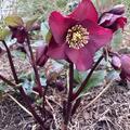 Helleborus 'Anna's Red' (S), Helleborus 'Anna's Red' (S)