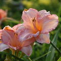 Hemerocallis x cultorum 'Dancing Shiva'