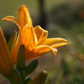 Hemerocallis x cultorum 'Little Joy'
