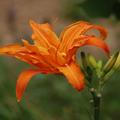 Hemerocallis x cultorum 'Lucretius', Hemerocallis x cultorum 'Lucretius'