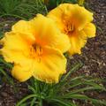 Hemerocallis x cultorum 'Stella de Oro'