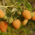 Himbeere Frambeasy� Autumn Amber�