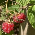 Herbsthimbeere Primeberry� Autumn Belle�, Rubus idaeus