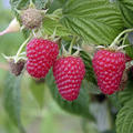 Himbeere Primeberry� Autumn First�