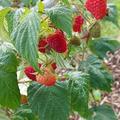 Himbeeren, Herbsthimbeere Primeberry� Autumn Happy�, Obst, Fr�chte, Frucht