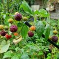 Rubus occidentalis Herbsthimbeere Primeberry� 'Autumn Passion'� - Syn. 'Malling Passion'�