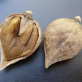 Herznuss Heartbreaker - grosse, gut knackbare Fr�chte