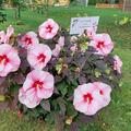 Riesenhibiskus, Hibiskus 'Luna Pink Swirl', Hibiscus moscheutos 'Luna Pink Swirl'
