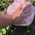 Hibiskus 'Kopper King' (S), Hibiscus moscheutos 