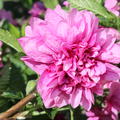 gef�llte, rosa Bl�te in Nahaufnahme