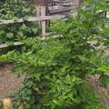 Himbeere Lachsbeere 'Olympic Double', Rubus spectabilis