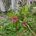 Himbeere Lachsbeere 'Pacific Rose', Rubus spectabilis