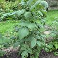 Himbeere Lubera� Sanibelle(S), Rubus idaeus