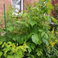 Himbeere Twotimer� 'Allyouneed'�, Rubus idaeus