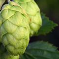 Hopfen Hallertauer mittelfr�h
