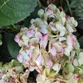 Hortensie, Ballhortensie 'Caipirinha'� weiss, Hydrangea macrophylla 'Caipirinha'� 