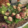 Hortensie, Rispenhortensie 'Magical Candle�', Hydrangea paniculata 'Magical Candle�'