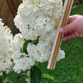 Hortensie, Rispenhortensie Maxi-Hydrangeasy� 'Chapeau!', Hydrangea paniculata 'Chapeau!'