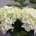 Hydrangea macrophylla weiss