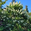 Hydrangea paniculata 'Kyushu, Kyushu Bl�ten