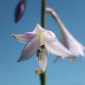 Hosta x fortunei 'Hyacinthina'