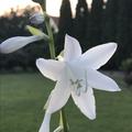 Reinwei�e Bl�te, Hosta x plantaginea 'Royal Standard'