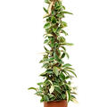 Hoya carnosa 'Krimson Queen', Mossstab, im 20cm Topf, H�he 100cm, Breite 25cm