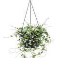 Hoya krohniana 'Eskimo', Ranker, im 28cm Topf, H�he 50cm, Breite 40cm