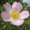 Hundsrose Rosa canina Bl�te gross (korr)