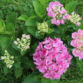 Hydrangea macrophylla 'Hovaria Hobergine' �