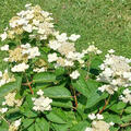 Rispenhortensie, Hortensie, Hydrangea paniculata Midlate Summer 