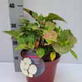 Hortensie, Ballhortensie 'Bianco'� weiss