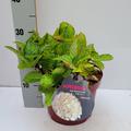 Hortensie, Ballhortensie 'Caipirinha'� weiss