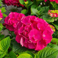 Ballhortensie 'Sch�ne Bautznerin' rot