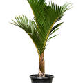 Hyophorbe verschaffeltii (150-180), Stamm, im 40cm Topf, H�he 165cm, Breite 100cm