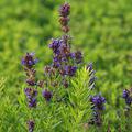 Hyssopus officinalis