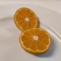 Satsuma collot, Citrus unshiu, Zitrus