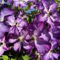 Clematis 'Super Nova', Bl�te (schlechte Aufl�sung)