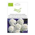 Schleifenblume, White Star (ein bis zweij�hrig)