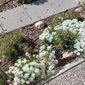 Iberis sempervirens 'Zwergschneeflocke', Iberis sempervirens 'Zwergschneeflocke'