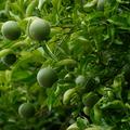 Ichang Papeda, Switrus� ichangensis Fr�chte und Bl�tter